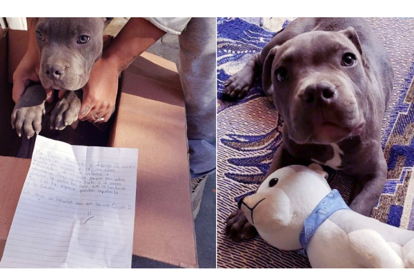 கொடுமைப்படுத்திய தந்தையிடமிருந்து நாய்க்குட்டியை காப்பாற்ற சிறுவன் செய்த செயல் - உங்கள் மனம் கனத்துவிடும் | World Viral News