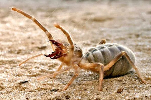 பெற்றோரை உணவாக்கும் உயிரினத்தை குறித்து தெரியுமா? | These 4 Types Of Animals Kill Their Own Parents