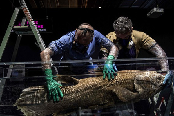 වසර 100ක් නොනැසී ජීවත්වන “ජීවමාන ෆොසිලය” | Living Fossil Of A Cilantro Fish