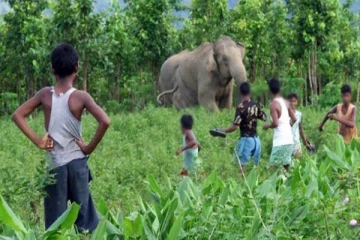 தீவிரமடையும் யானை -மனித மோதல்! தடுக்க பல்வேறு நடவடிக்கை