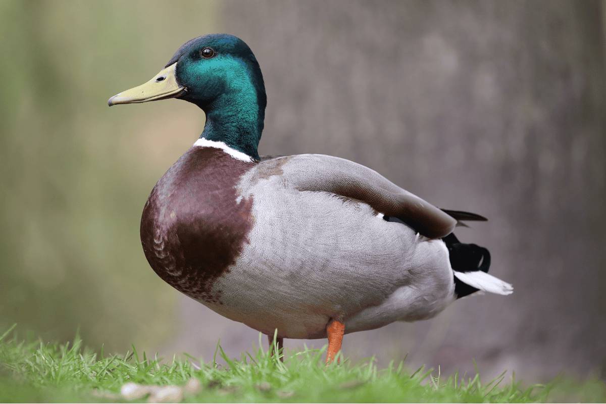 வாத்தின் வயிற்றுக்குள் தங்கம்... ஒரு சுவாரஸ்ய செய்தி | China Man Found Lakhs Worth Gold In Duck Stomach
