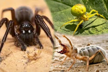 பெற்றோரை உணவாக்கும் உயிரினத்தை குறித்து தெரியுமா?