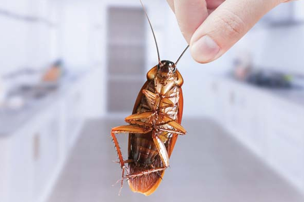 கழிவறையில் துர்நாற்றம் ஏற்படுகின்றதா? கரப்பான் பூச்சி, பல்லி, தவளையை அடித்துவிரட்டும் ஒரே பொருள் | Toilet Lizard Cockroach Bad Smell Easy Remedies