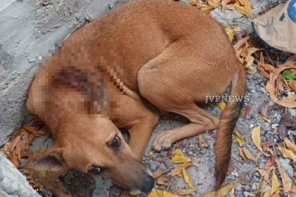 யாழ் நெடுந்தீவில் இடம்பெற்ற பயங்கர சம்பவம்: காயங்களுடன் உயிர் தப்பிய நாய் | Neduntheevu Murder Dog Survived With Injuries