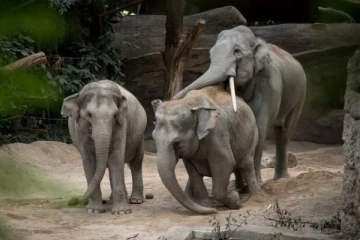 சுவிட்சர்லாந்தில் யானைகளையே கொல்லும் பயங்கர வைரஸ்... தடுக்கத் திணறும் மருத்துவ நிபுணர்கள்