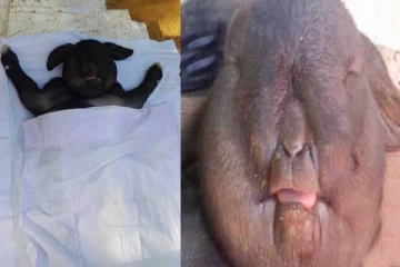 மனித உடலமைப்புடன் பிறந்த அபூர்வ ஆட்டுக்குட்டி