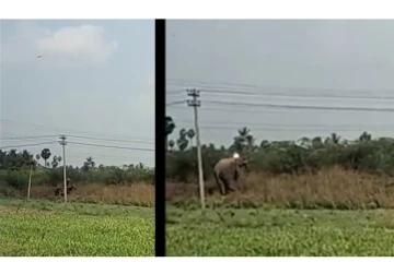 மின்சாரம் தாக்கி யானை உயிரிழக்கும் அதிர்ச்சி காட்சி... - சோகத்தில் நெட்டிசன்கள்...!