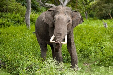 திருகோணமலையில் யானையால் குடும்பஸ்தருக்கு நேர்ந்த கதி