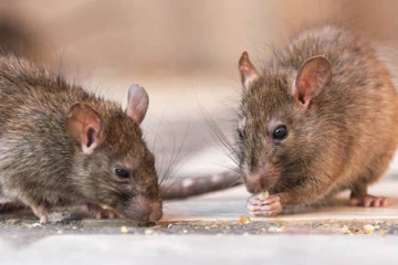 எலிக்காய்ச்சலால் 7 பேர் உயிரிழந்துள்ளனர்