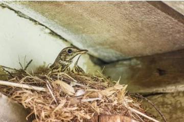 பறவைகள் வீட்டில் கூடு கட்டினால் அதிர்ஷ்டமா? வாஸ்து சாஸ்திரம் சொல்வது என்ன?