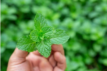 வீட்டிலேயே புதினா செடி வளர்ப்பது எப்படி?