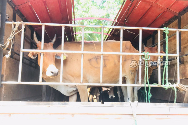 வவுனியாவில் அனுமதிப்பத்திரமின்றி மாடுகளை ஏற்றிச்சென்ற ஒருவர் கைது(Photos) | Transporting Cows Without A Permit