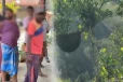 හැටන් රාජා වත්තේදී තේ දළු නෙළමින් සිටි වතු කම්කරුවන් 17 දෙනෙකුට බඹර ප්‍රහාරයක් – 16ක් රෝහලට