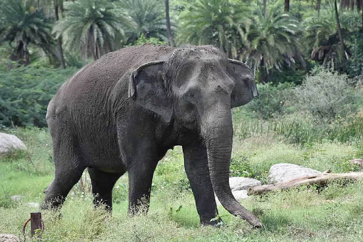 யானைக்குப் பழம் கொடுக்கச் சென்றவருக்கு நேர்ந்த விபரீதம் | Mishap That Befell Person Went Feed Fruit Elephant யானைக்குப் பழம் கொடுக்கச் சென்றவருக்கு நேர்ந்த விபரீதம் | Mishap That Befell Person Went Feed Fruit Elephant