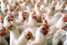 பறவை காய்ச்சல் மனிதர்களையும் தாக்கலாம்! சுகாதாரத்துறை செயலாளர் எச்சரிக்கை