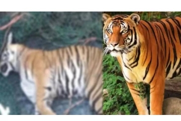 மர்மான முறையில் இறந்து கிடந்த புலி.. வயிற்றில் பெண்ணின் தலைமுடி, கம்மல் - அதிர்ச்சி தகவல்!