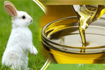 முயல் எண்ணெய்யில் Hair Oil: கர்ப்பிணிப் பெண்கள் பயன்படுத்தலாமா?