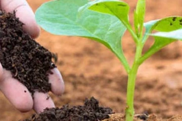 உரங்களின் விலைகள் குறைப்பு