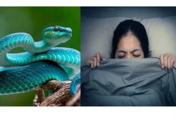 உங்கள் கனவில் அடிக்கடி பாம்பு வருகிறதா? அர்த்தம் தெரிஞ்சா ஆச்சரியப்படுவீங்க!