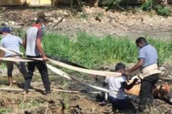 யாழில் ஆபத்தான குளத்தில் சிக்கிய பசு: கடும் முயற்சிக்கு பிறகு மீட்கப்பட்ட பசு! | Cow Trapped In Pond In Jaffna Rescued After யாழில் ஆபத்தான குளத்தில் சிக்கிய பசு: கடும் முயற்சிக்கு பிறகு மீட்கப்பட்ட பசு! | Cow Trapped In Pond In Jaffna Rescued After