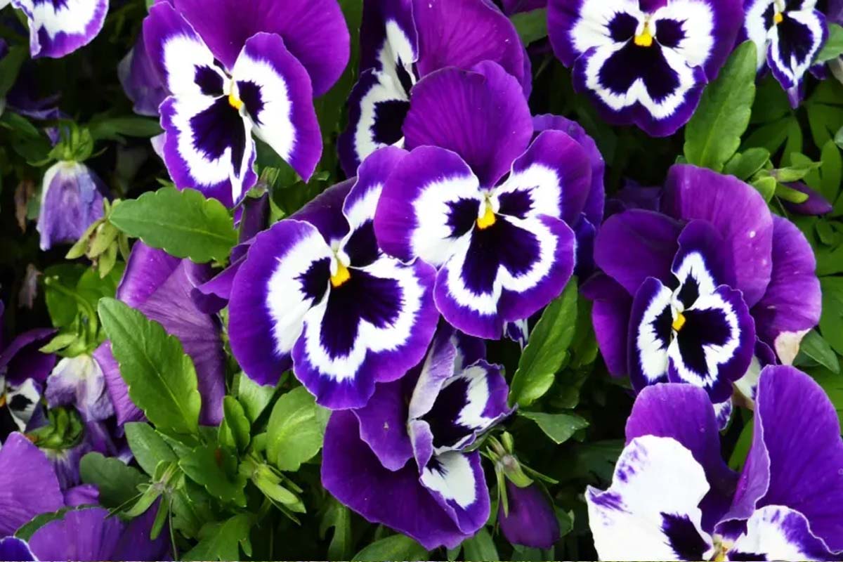 சாப்பிடக்கூடிய 8 பூக்கள்: உங்கள் உணவுக்கு கலர்ஃபுல் ட்விஸ்ட் கொடுங்க! | Do You Know Edible Flowers And Cooking Benefits