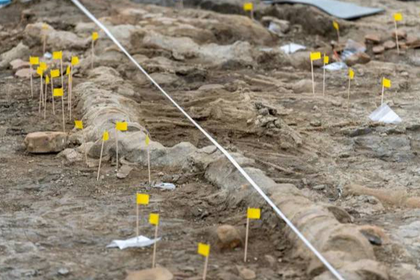 பிரித்தானியாவில் கண்டுபிடிக்கப்பட்ட மிகப்பெரிய ராட்சத கடல் டிராகன்! | Uk Sea Dragon Lchthyosaur Rutland Water Skeleton பிரித்தானியாவில் கண்டுபிடிக்கப்பட்ட மிகப்பெரிய ராட்சத கடல் டிராகன்! | Uk Sea Dragon Lchthyosaur Rutland Water Skeleton