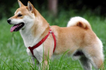 நாய் சிறுநீர் கழித்ததால் துப்பாக்கிச்சூடு - போலீசார் விசாரணை