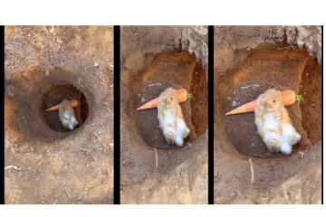 ‘நம்ம வாழ்க்கை எதை நோக்கி போகிறது...’ முயலில் கியூட் காட்சி