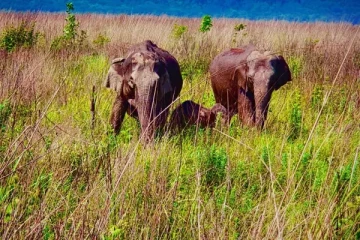 මහා දවාලේ මහවිලච්චියට පැන්න වල් අලි රංචුව.