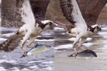 Viral Video: கழுகின் அசத்தலான மீன் வேட்டை... மீண்டும் மீண்டும் கட்டாயம் பார்ப்பீங்க