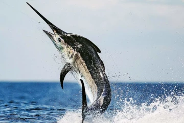 மிக வேகமான நீந்தக்கூடிய கடல் விலங்கு எது தெரியுமா?