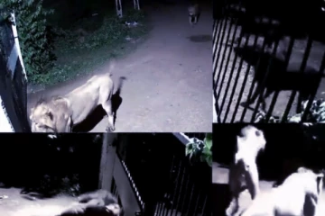 viral video:சிங்கங்களை எதிர்த்துப் போராடி மாடுகளை காப்பாற்றிய நாய்