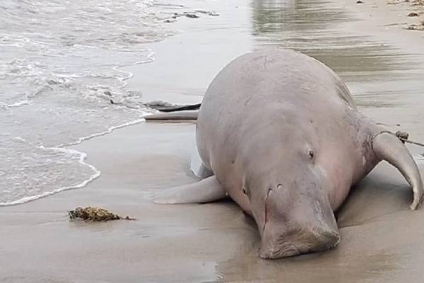 மன்னார் கடல் பகுதியில் கரை ஒதுங்கிய கடல் பசு | A Sea Cow Washed Ashore In The Mannar Sea Area