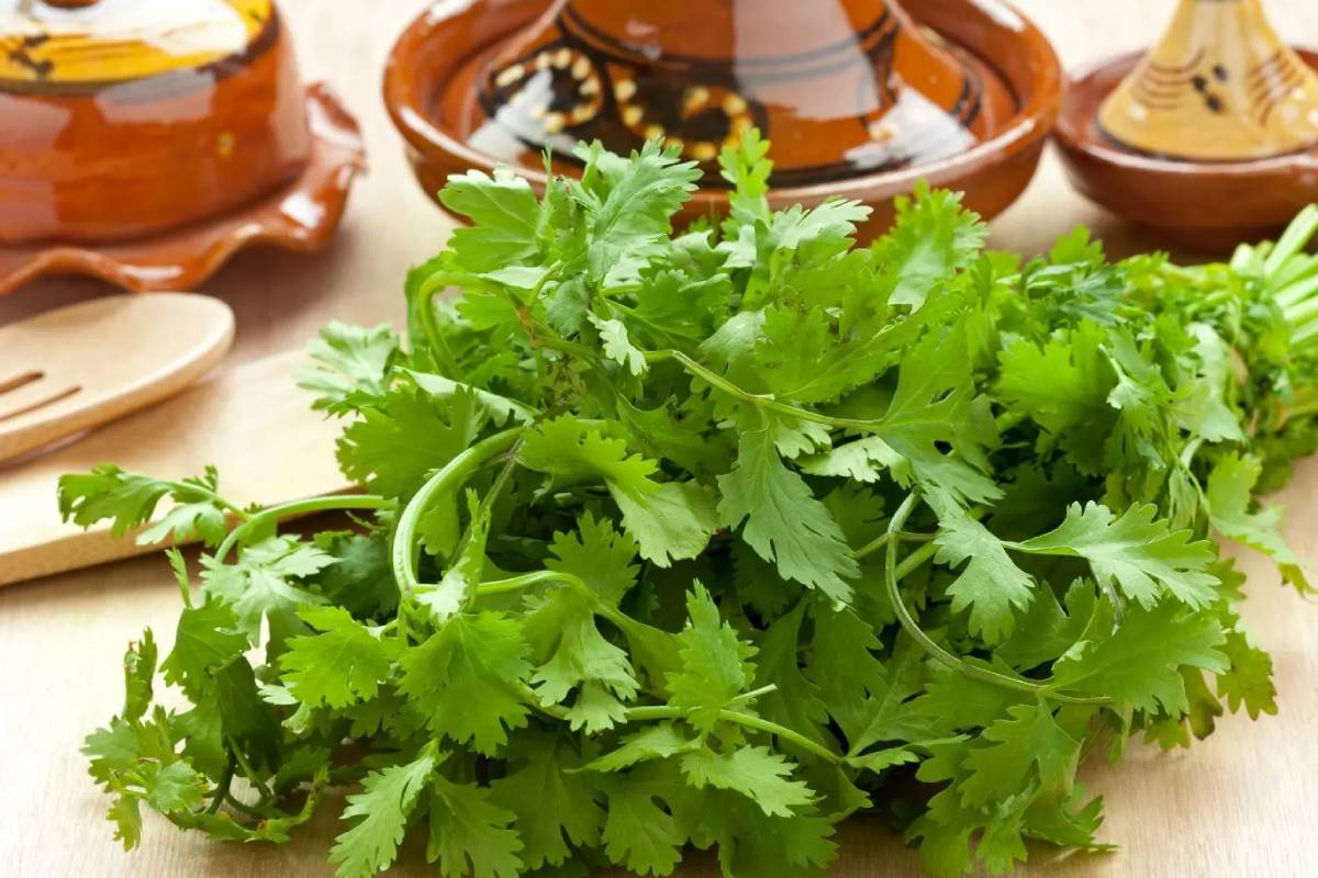 Kitchen tips : ஒரு வாரமானாலும் கொத்தமல்லி பச்சையாக இருக்கணுமா? இந்த டிப்ஸை ட்ரை பண்ணுங்க! | Best Way To Store Coriander For Long Time