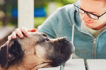 நாய் இறைச்சிக்கு தடை விதித்ததா தென் கொரியா?