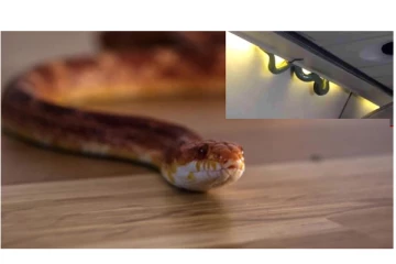 ஏர் இந்தியா விமானத்தில் பாம்பு - அலறிய பயணிகள்