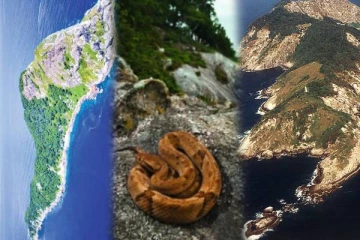 பாம்புகளின் தீவு எது தெரியுமா...!