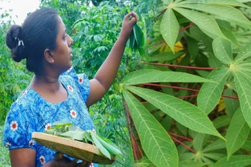 Reecha Special: இலங்கையில் மரவள்ளிக் கீரை உற்பத்தியாளர்களுக்கு இன்று முதல் ஒரு அரிய வாய்ப்பு