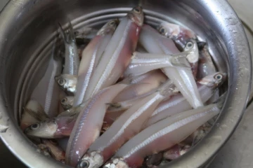 சர்க்கரை நோயா? வாரத்தில் 2 நாள் இந்த மீன் சாப்பிடுங்க... நீரிழிவு தலைத்தெறிக்க ஓடிடும்!