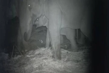 தாய்பாசத்தால் நெகிழ வைத்த யானைக்கூட்டம்.. நேரில் பார்த்து திகைத்துப்போன வனத்துறையினர்