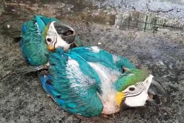 தெஹிவளை மிருகக்காட்சிசாலையில் அபூர்வ நிகழ்வு (Photos)