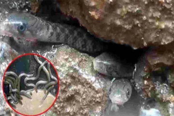 வீட்டின் குளியலறையில் பதுங்கியிருந்த 35 பாம்புகள்! நடுங்க வைத்த காட்சி