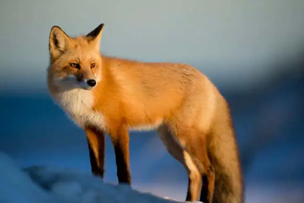 ஒரு கிராமத்தையே தன் வசமாக்கிய நரிகள் | Foxes Who Have Taken Over A Village