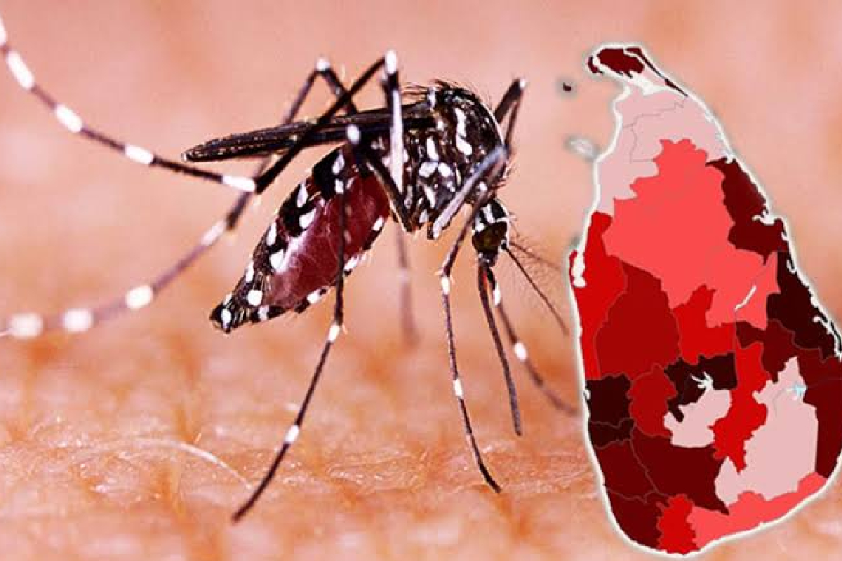 பல மாவட்டங்களுக்கு டெங்கு அபாய எச்சரிக்கை | Dengue Nears 50 000 Cases As Islandwide
