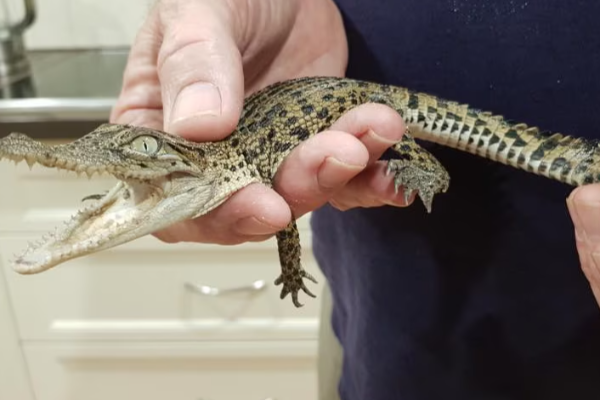 சட்டவிரோதமாக வளர்க்கப்பட்ட முதலை குட்டி ; நீதிமன்றத்தின் அதிரடி உத்தரவு | Illegally Rais Baby Crocodile Court Orders Action