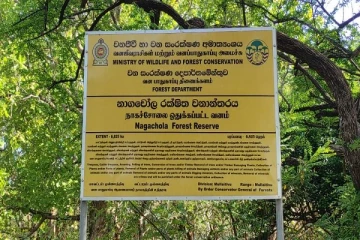 நாகஞ்சோலை வனப்பகுதியில் தொடரும் மரக்கடத்தல்!