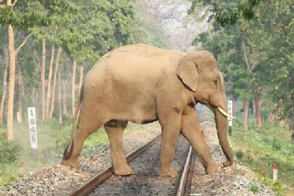 கொழும்பிலிருந்து சென்ற தொடருந்தில் சிக்குண்டுண்டு பலியான யானை.. பயணிகள் சிரமத்தில் | Fatal Accident In Kanthalai Elephant Died