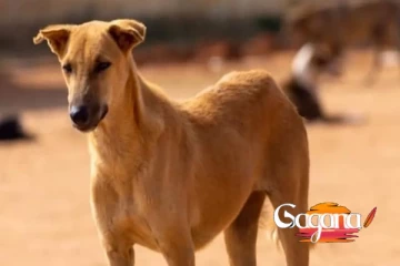 අනුරාධපුර සුනඛ ගැටලුවක්