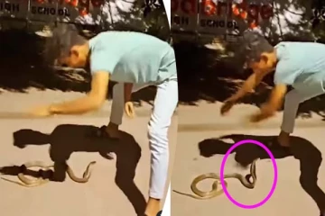 Snake: படமெடுத்து நின்ற பாம்பை வெறுப்பேற்றிய இளைஞர்... கோபத்தை ஏற்படுத்தும் காட்சி