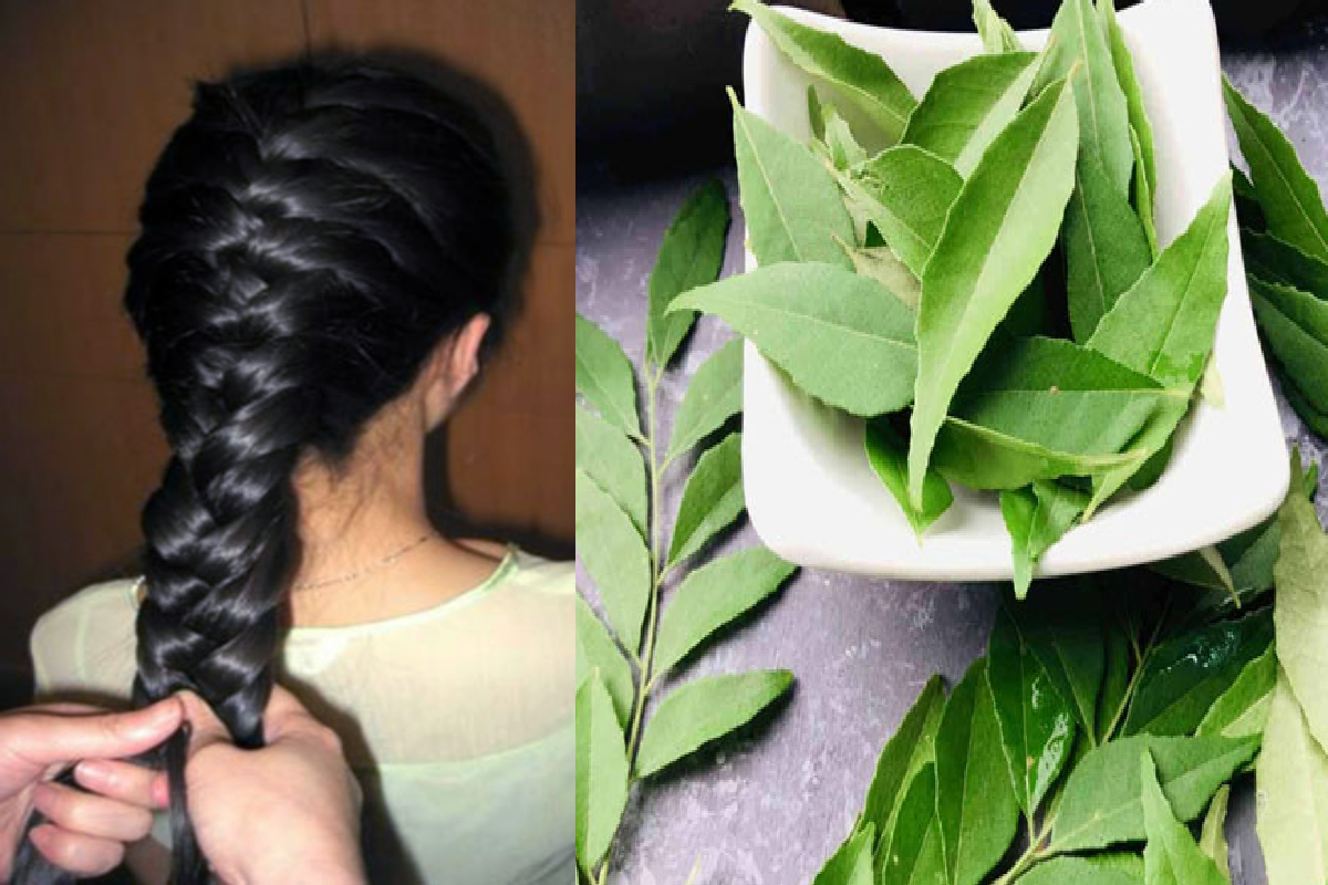 இந்த பொடியை கறிவேப்பிலையுடன் கலந்து தடவுங்க! நரைமுடி கருப்பாக மாறும் | Best Nature Home Remedy To Darken White Hair
